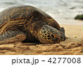 4277008