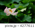 蓮の花