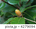 コナラ堅果