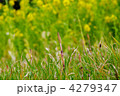 ツクシ（土筆）と菜の花