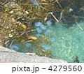 クラゲ