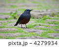 イソヒヨドリ