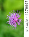 アザミの花