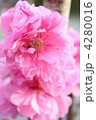 桃の花　ハナモモ　照手桃　