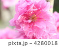 桃の花　ハナモモ　照手桃　
