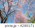 シダレザクラ