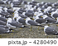 ウミネコ