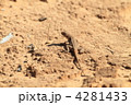 アガマの1種