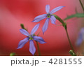 4281555