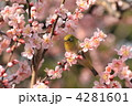 東御苑のメジロと淡いピンク色の梅の花