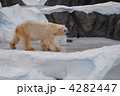 上野動物園のシロクマ