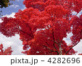 紅葉のモミジ