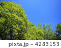 アカシヤと青空