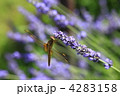 アキアカネとラベンダーの花