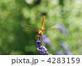 ｱｷｱｶﾈ