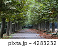4283232