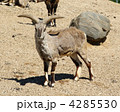 4285530