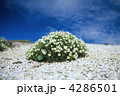 4286501