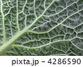 4286590