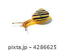 4286625