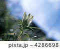 4286698