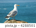 4288501