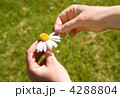 4288804