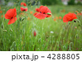 4288805