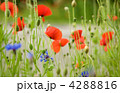 4288816