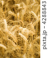 4288843