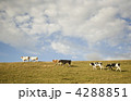4288851