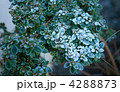 4288873