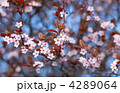 4289064