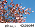 4289066