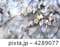 4289077