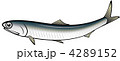 4289152
