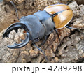 モウホツヤクワガタ