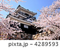 浜松城と桜