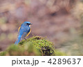 お立ち台のルリビタキ