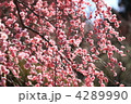 梅