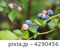 ブルーベリー