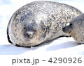 アザラシ