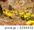 3月　クロッカス・アヤメ科110