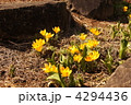 3月　クロッカス・アヤメ科112