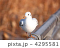 ユリカモメ