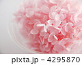 プリザーブドフラワーの紫陽花