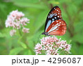 ヨツバヒヨドリとアサギマダラ（雌）