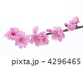花桃