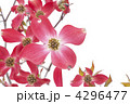 赤い花水木の花