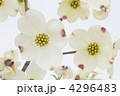 白い花水木の花